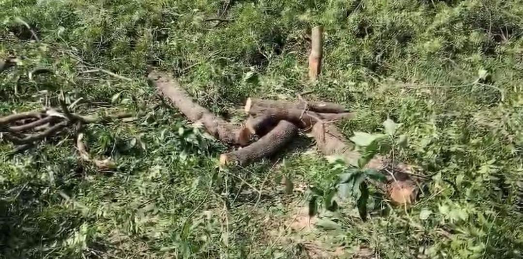 बिना परमिशन काटे नीम के हरे पेड़, वीडियो सोशल मीडिया पर वायरल