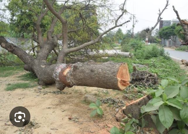 खड़े पेड़ों को काट डाला, किसान मौके पर पहुंचा विरोध किया तो दबंगों ने की गाली गलौज