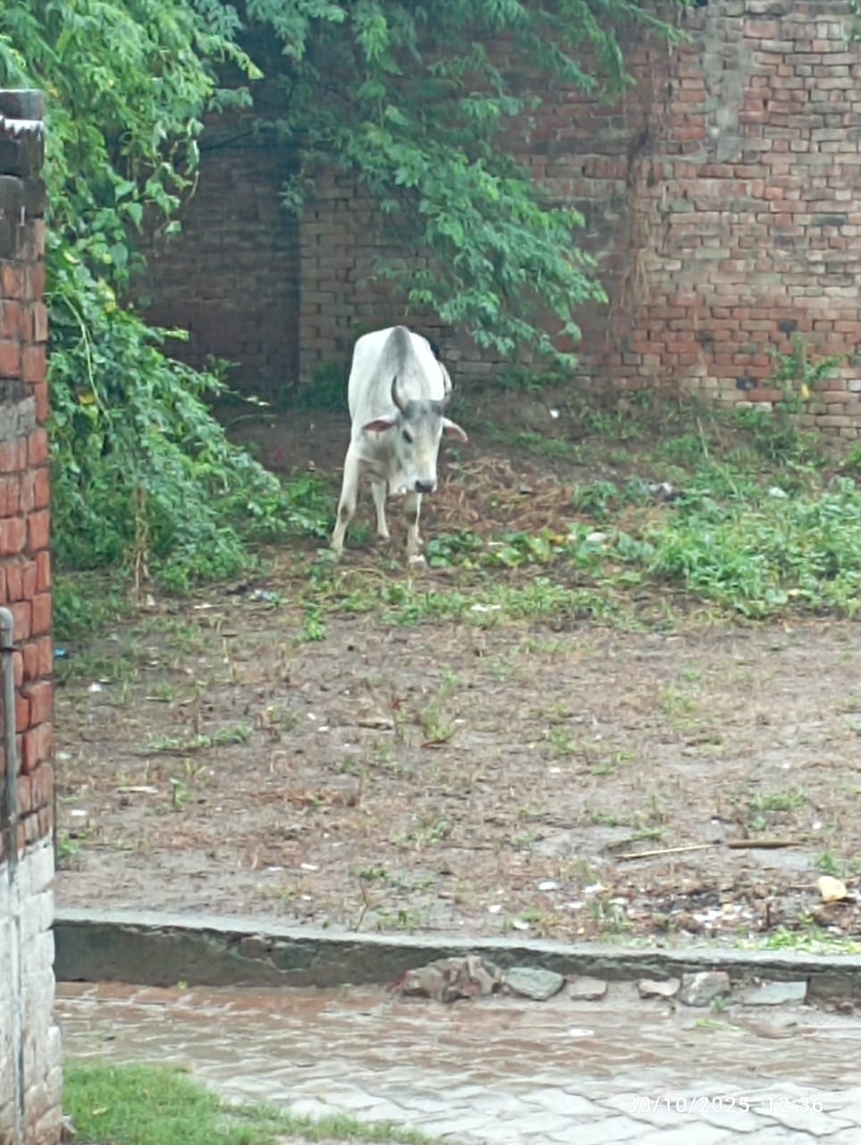 लगातार रिमझिम बारिश से जनजीवन प्रभावित, किसानों की बढ़ी चिंता