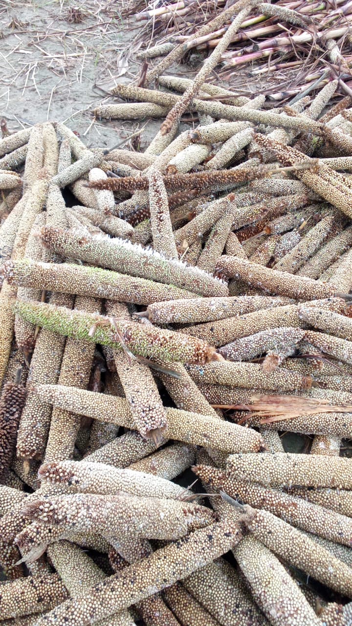 किसानों ने उठाई मुआवजे की मांग, बे मौसम बरसात से धान बाजरा हुआ नष्ट