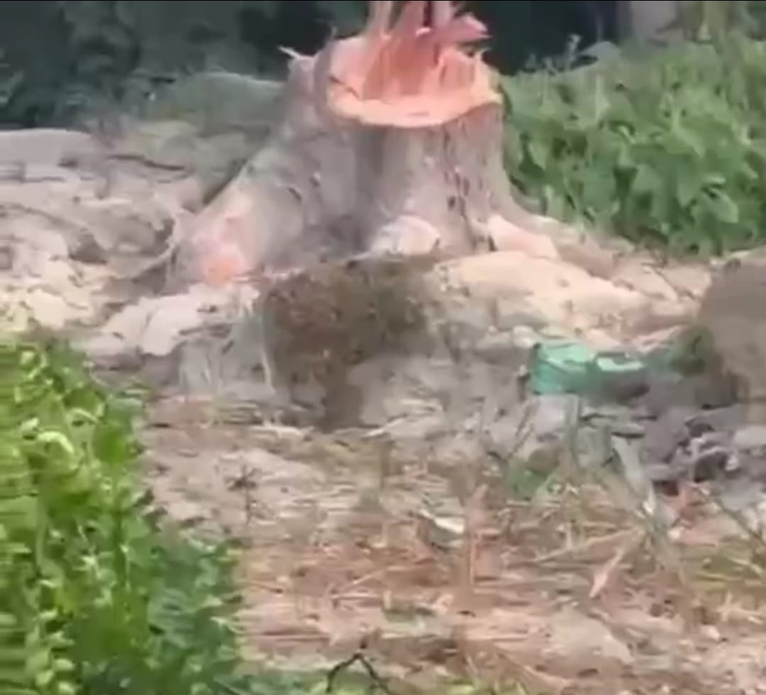 प्रतिबंधित हरे नीम के पेड़ बिना अनुमति कांटे जाने का वीडियो सोशल मीडिया पर वायरल,वन दरोगा ने कहा होगी कार्रवाई