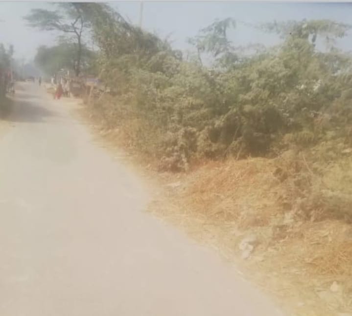 अकोदिया गांव में रोड़ पर घूर व जंगली बबूल का जंजाल युवको ने सोशल मीडिया वायरल करने सहित शिकायत पर भी जिम्मेदार अनजान